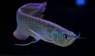 silver Arowana fish urgent sale hn