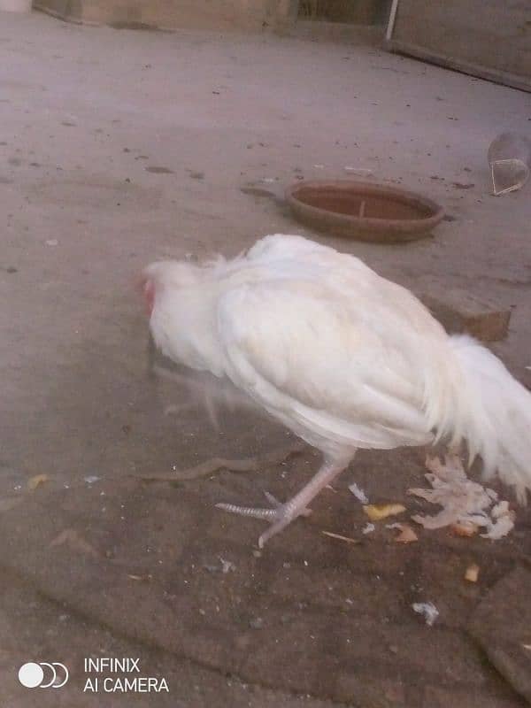 Aseel Heera white for sale 1