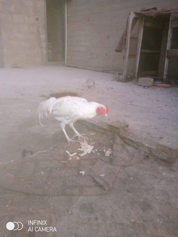 Aseel Heera white for sale 2