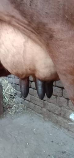 bht hi achi nasal ki cow 4month ki pregnant ur wcha dodh 14kg dosra su 0