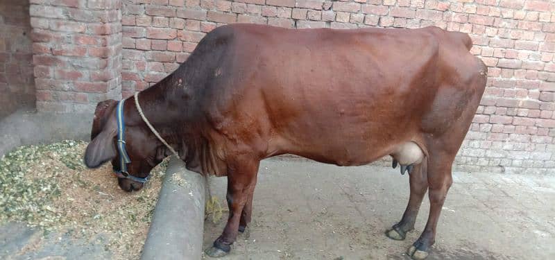 bht hi achi nasal ki cow 4month ki pregnant ur wcha dodh 14kg dosra su 1