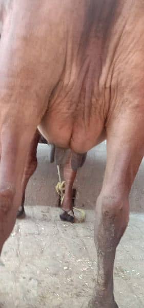 bht hi achi nasal ki cow 4month ki pregnant ur wcha dodh 14kg dosra su 2