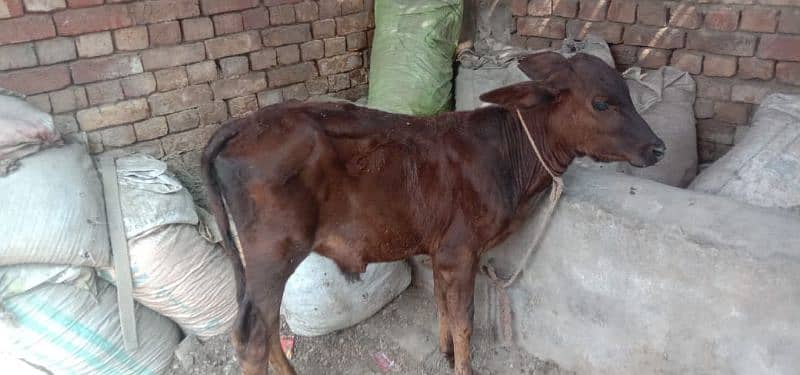 bht hi achi nasal ki cow 4month ki pregnant ur wcha dodh 14kg dosra su 3