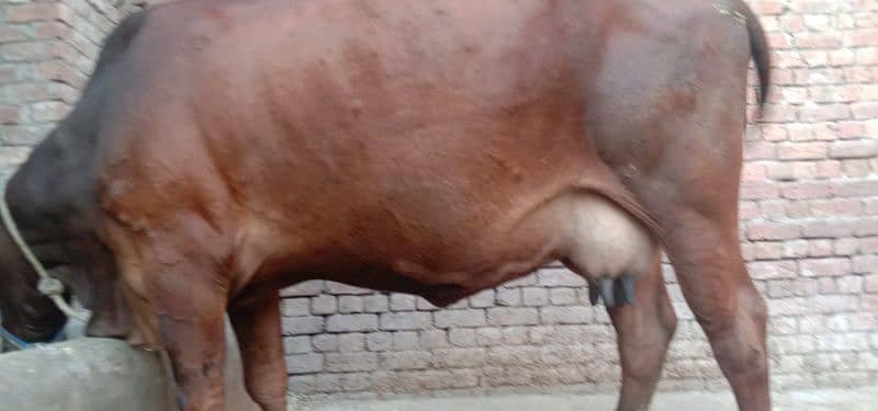 bht hi achi nasal ki cow 4month ki pregnant ur wcha dodh 14kg dosra su 4