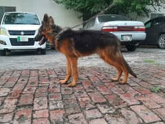 German Shepherd Long Coat Puppy