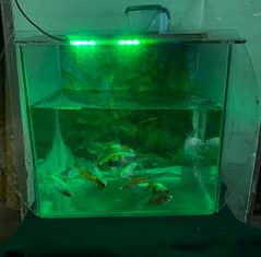 I am selling eqvarium with fishes/pump