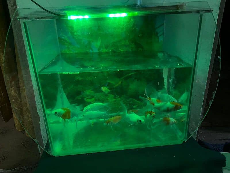 I am selling eqvarium with fishes/pump 1