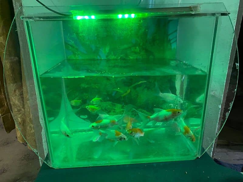 I am selling eqvarium with fishes/pump 2