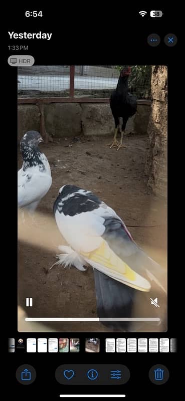 1 aseel high quality hen and 1ballon pigions huge size 4