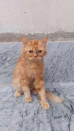 Persian cat for Sale  Ful Trained   Washroom traind hai sab Mobile 0