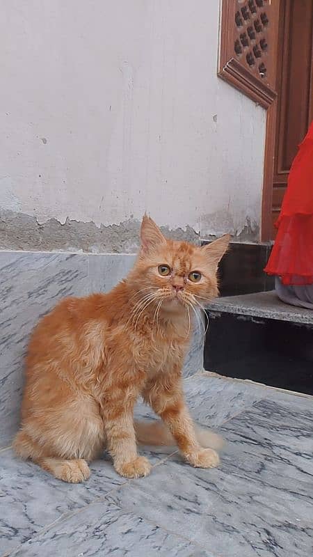 Persian cat for Sale  Ful Trained   Washroom traind hai sab Mobile 1