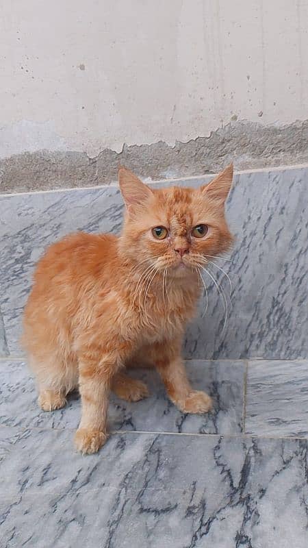 Persian cat for Sale  Ful Trained   Washroom traind hai sab Mobile 2