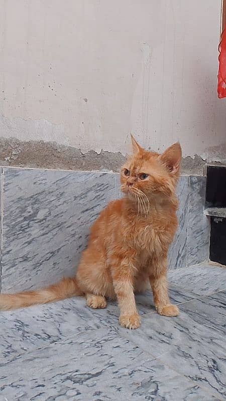 Persian cat for Sale  Ful Trained   Washroom traind hai sab Mobile 3