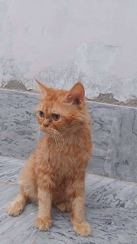 Persian cat for Sale  Ful Trained   Washroom traind hai sab Mobile 5