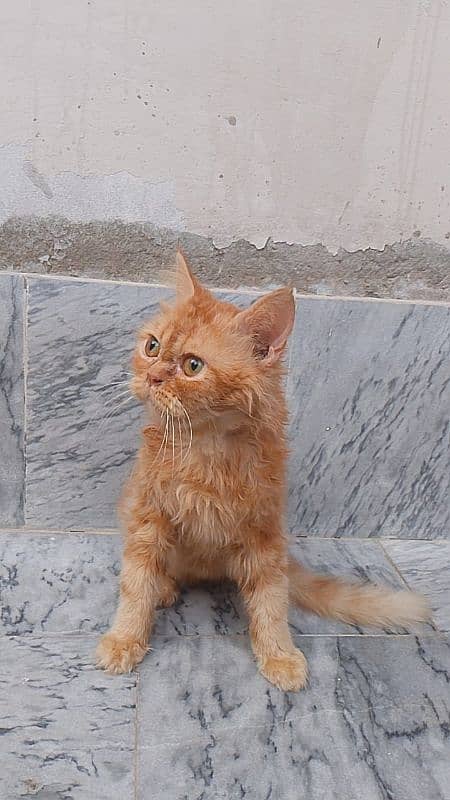 Persian cat for Sale  Ful Trained   Washroom traind hai sab Mobile 6