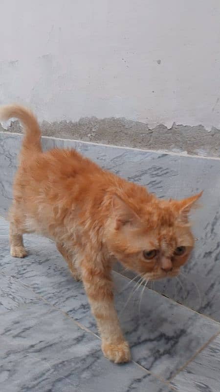 Persian cat for Sale  Ful Trained   Washroom traind hai sab Mobile 7