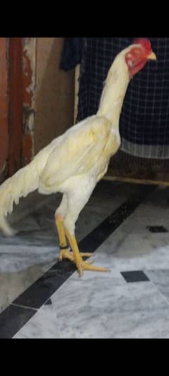 King shamo chiks available 0