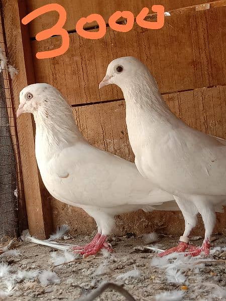 2 walaiti pair  high flying ande bacchon ki warranty 1