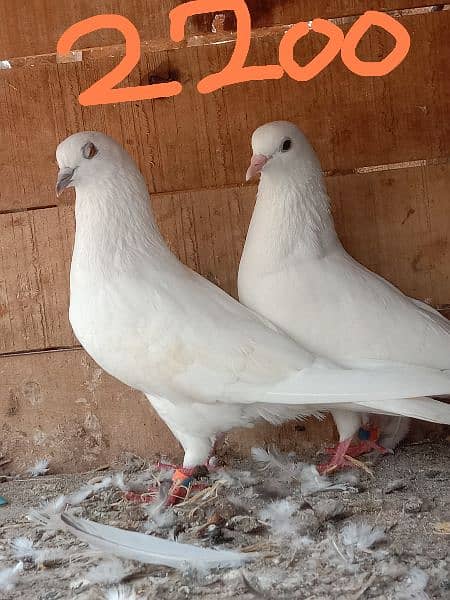 2 walaiti pair  high flying ande bacchon ki warranty 2