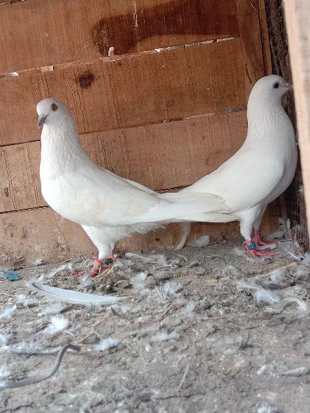 2 walaiti pair  high flying ande bacchon ki warranty 4