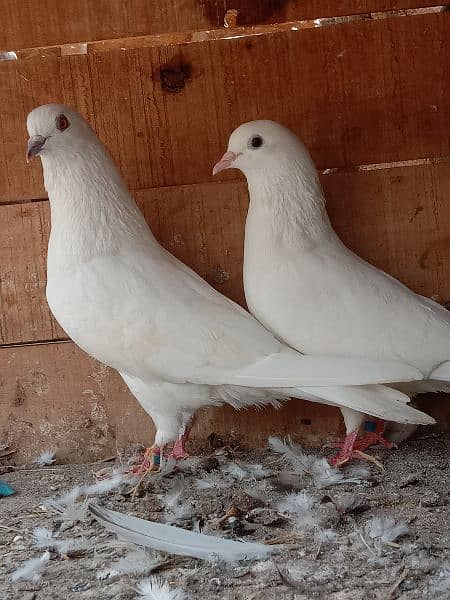 2 walaiti pair  high flying ande bacchon ki warranty 6