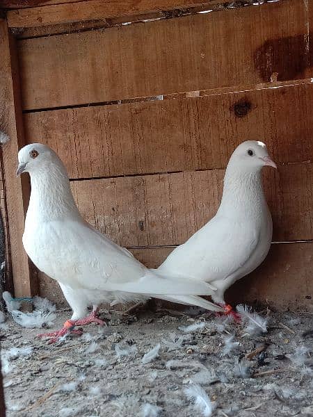 2 walaiti pair  high flying ande bacchon ki warranty 9