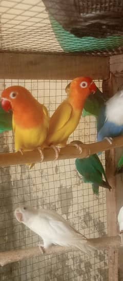 Full ready to breed lutino red eye,black, parblue split ino