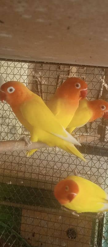 Full ready to breed lutino red eye,black, parblue split ino 1