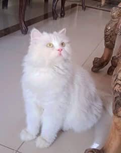 Persian cat for sale my WhatsApp number 03477298721 0