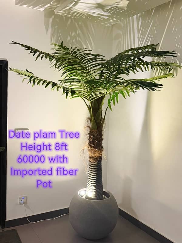 Impoted High quality Plant with Imported Fiber Pots and Lights. 1