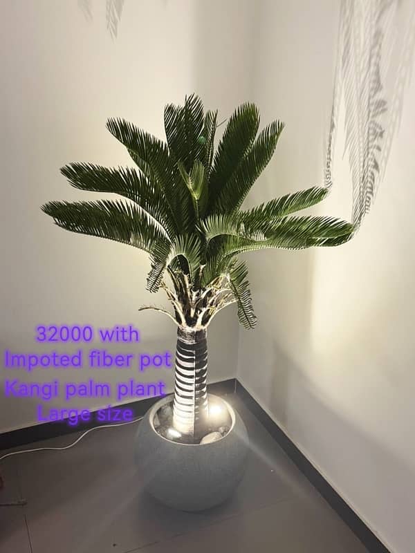 Impoted High quality Plant with Imported Fiber Pots and Lights. 3