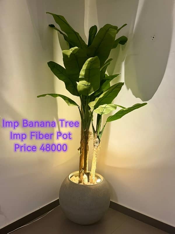 Impoted High quality Plant with Imported Fiber Pots and Lights. 4