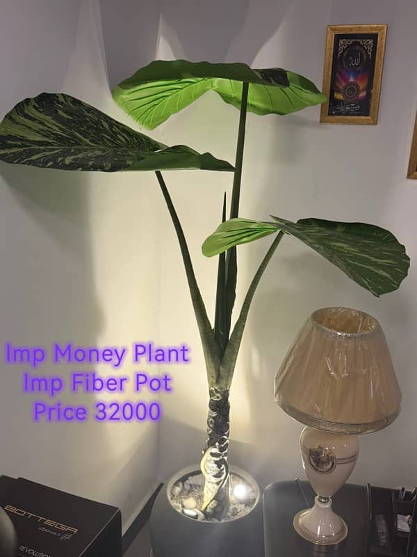 Impoted High quality Plant with Imported Fiber Pots and Lights. 5