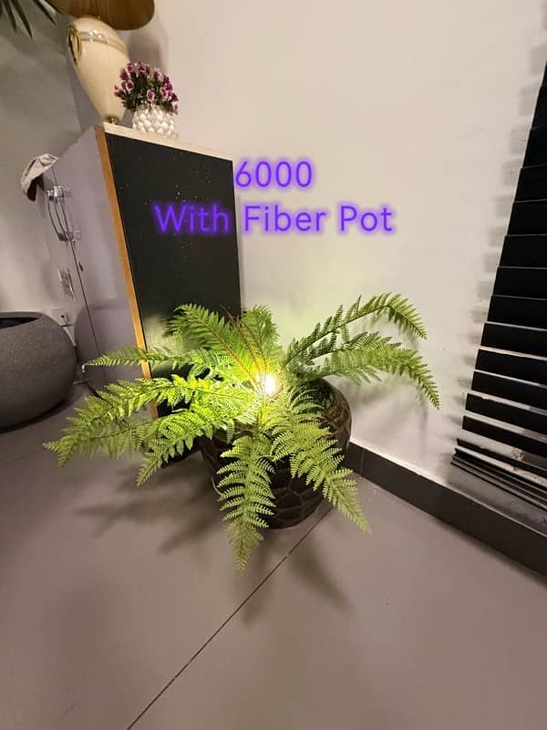 Impoted High quality Plant with Imported Fiber Pots and Lights. 9