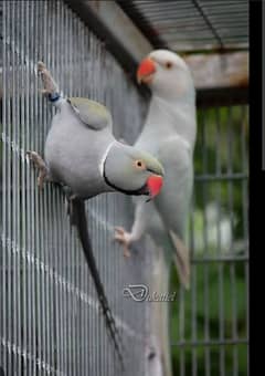 mashllah Gray ring nick breeder pair available for sale