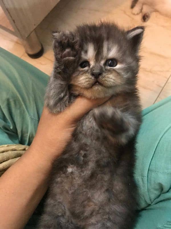 Ragdoll Female Kitten 8