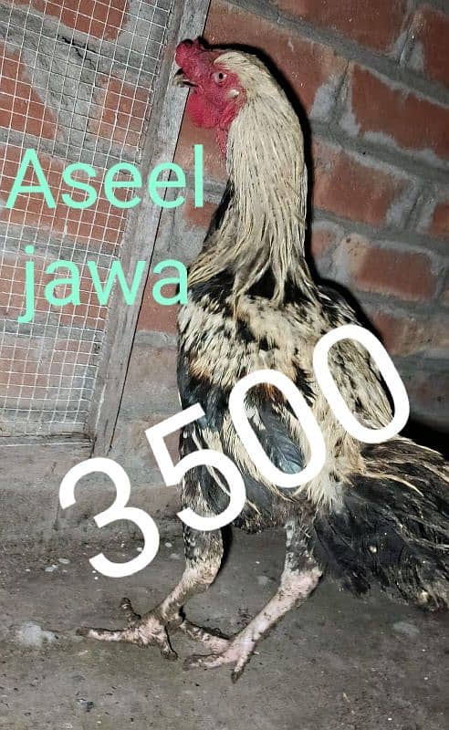 Aseel jawa Aseel cheena 3