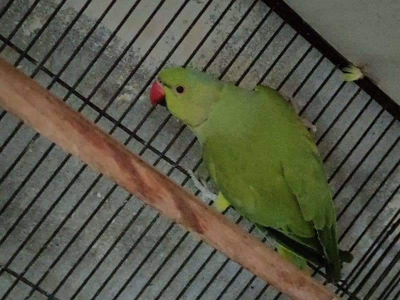 Bird Green mithoo for sale  0321.7242445 only call 1