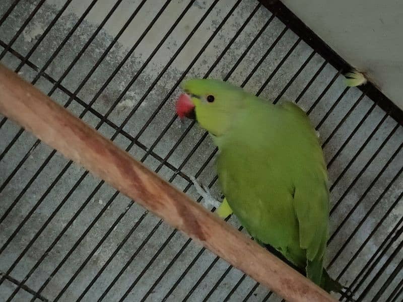 Bird Green mithoo for sale  0321.7242445 only call 2