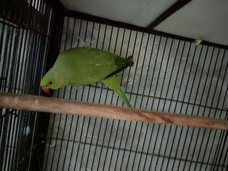 Bird Green mithoo for sale  0321.7242445 only call 3