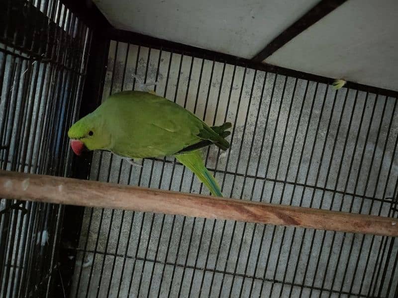 Bird Green mithoo for sale  0321.7242445 only call 4