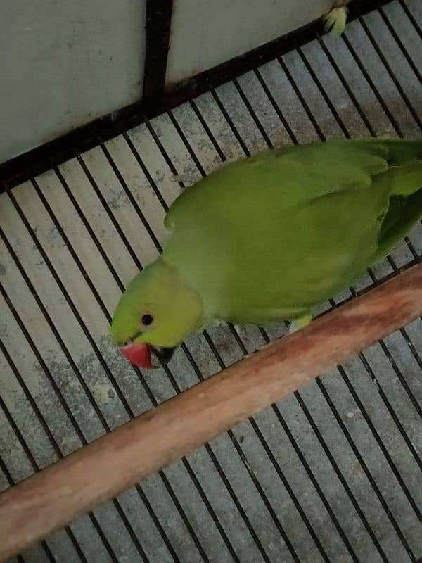 Bird Green mithoo for sale  0321.7242445 only call 5