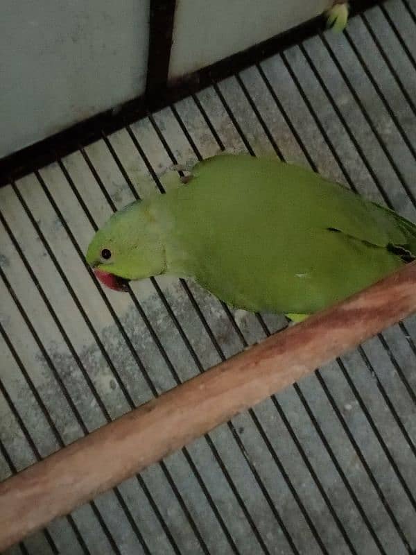 Bird Green mithoo for sale  0321.7242445 only call 6