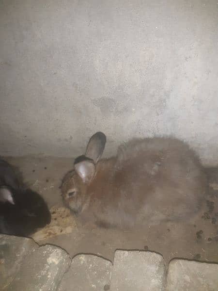 rabbit hangoor 1