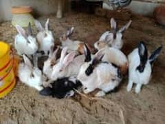 rabbits for sale