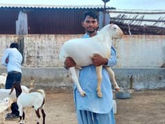 Breeder Bakra | Tapra | Goat for sale | بکرا 0