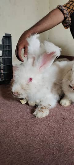 English American Angora Rabbits