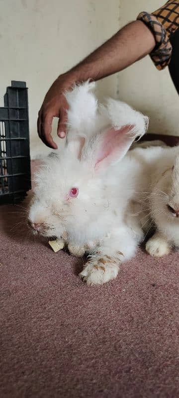 English American Angora Rabbits 0