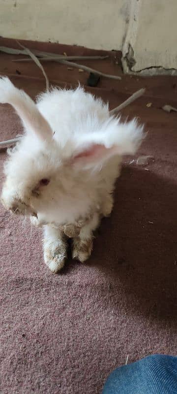 English American Angora Rabbits 1