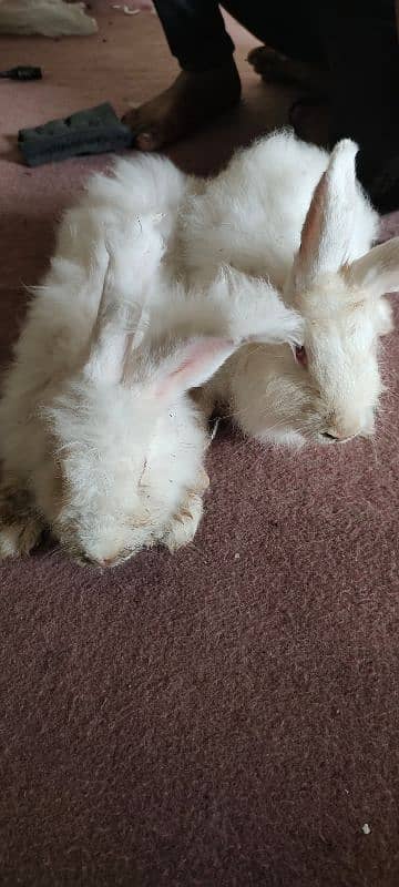 English American Angora Rabbits 2